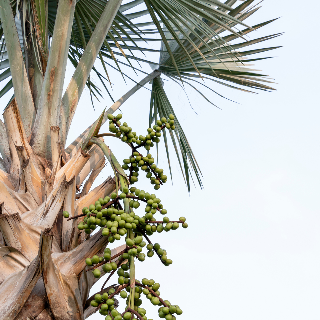 The 7 Health Benefits of Saw Palmetto